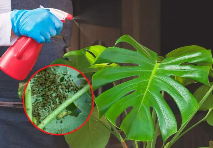 Osoba w niebieskich rękawiczkach opryskuje monstera, na której liściach widać skupiska wciornastków.