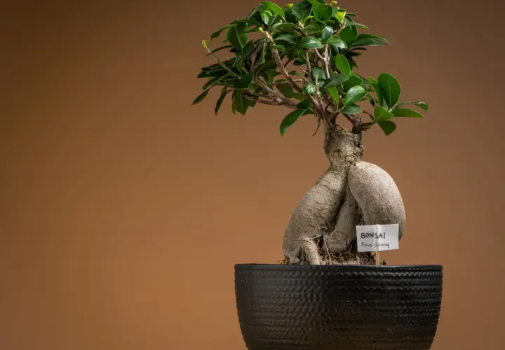 Fikus bonsai jak dbać? Oto piękny Ficus Ginseng w czarnej donicy, gotowy do pielęgnacji.