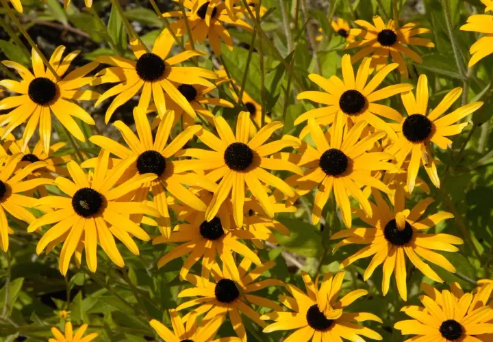 Wiele żółtych kwiatów rudbekii jednorocznej z czarnymi środkami, tworzących słoneczny kobierzec.