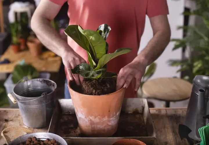 Mężczyzna przesadza do nowej doniczki piękny, duży ficus lyrata.