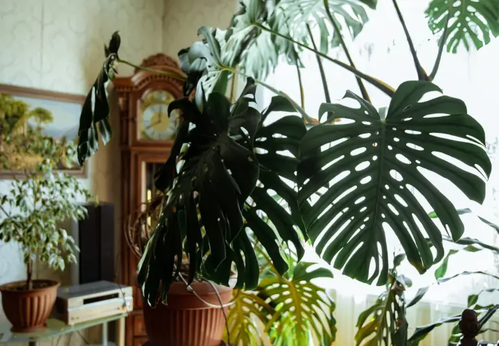 Duża, liściasta monstera deliciosa w doniczce, z widocznym zegarem gabinetowym i obrazem w tle.