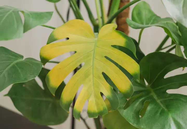 Monstera z żółtymi liśćmi, które tracą swój intensywny zielony kolor.