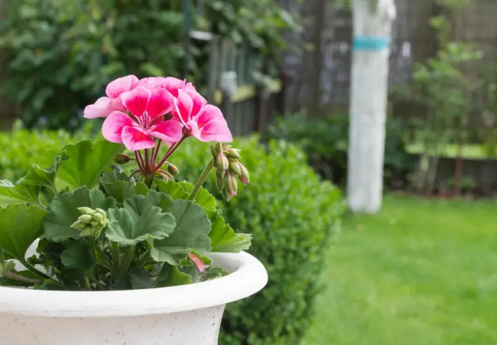 Różowe kwiaty pelargonii w donicy, gotowe do przycinania. Wskazówki jak przycinać geranium, by pięknie rosło.