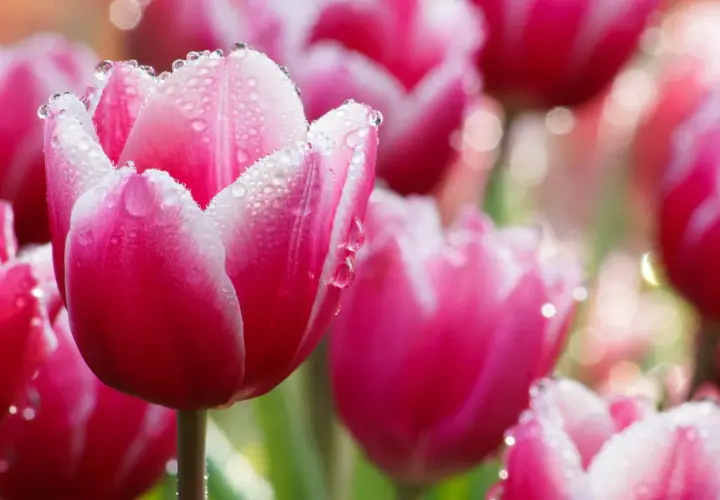 Różowe tulipany z kroplami rosy. Delikatne płatki, jak uratować tulipany przed upałem? Podlewaj je rano i wieczorem.