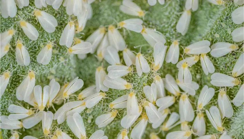 Rój białych mączlików, naturalny wróg mączlika, pokrywa zielony liść.