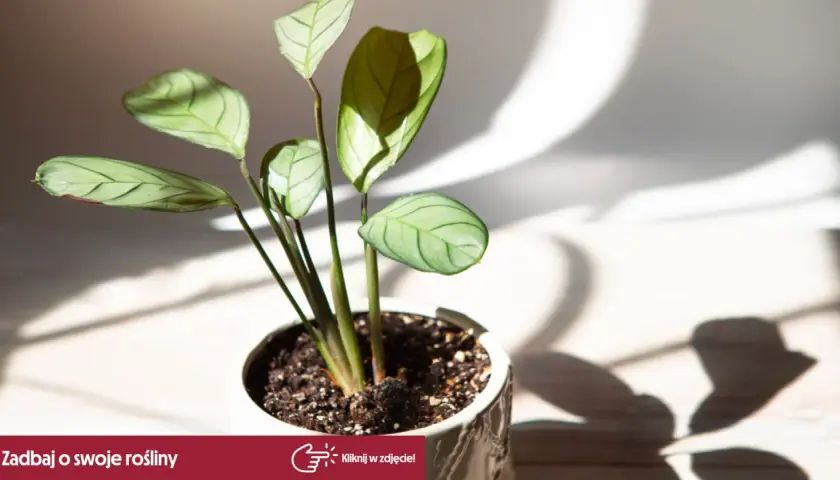 Kwiat calathea w białej doniczce, z liśćmi o zielonych żyłkach, w świetle słonecznym.
