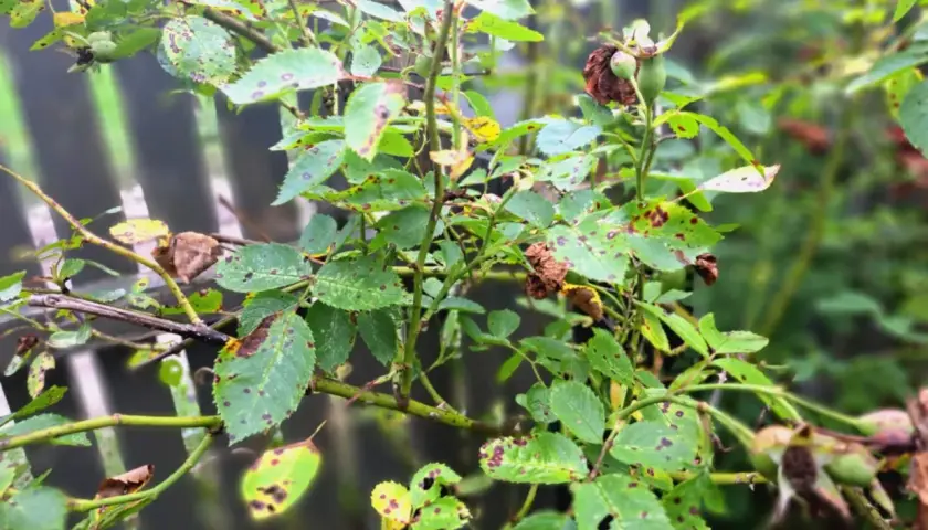 Liście róży pokryte plamami, oznaki chorób róż. Krzew w złym stanie, wymaga pielęgnacji.