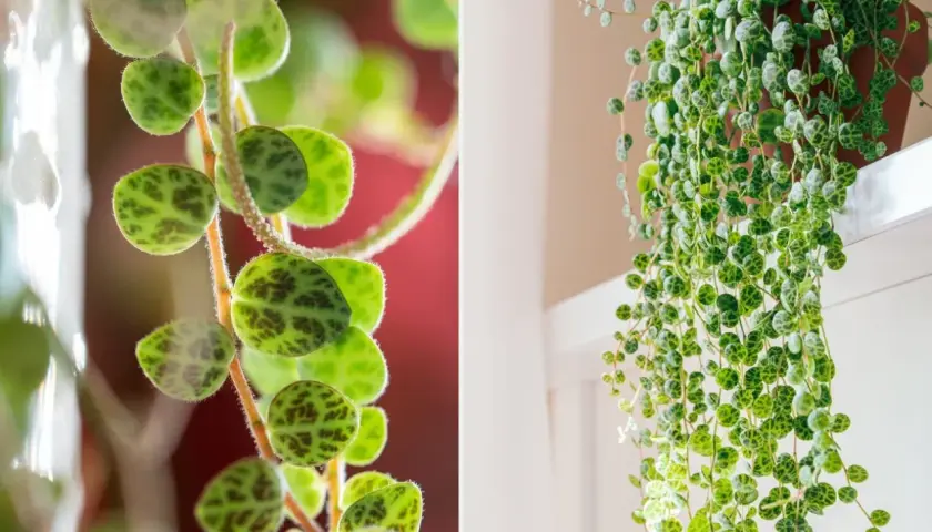 Peperomia prostrata, roślina o okrągłych, zielonych liściach z ciemnymi plamkami, tworząca kaskady zwisających pędów.