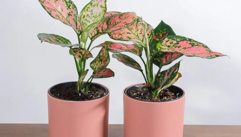 Dwie rośliny aglaonema pink star w różowych doniczkach, z liśćmi w odcieniach zieleni i różu, na drewnianym blacie.