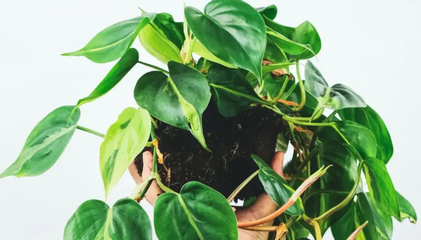 Philodendron hederaceum z sercowatymi liśćmi, niektóre z jasnymi przebarwieniami, w dłoni na białym tle.
