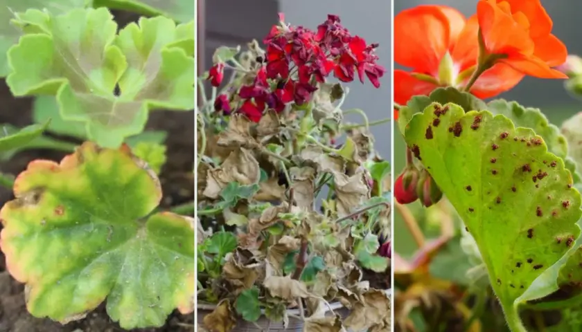 Objawy chorób pelargonii: żółte plamy na liściach, uschnięte kwiaty i brązowe plamki na zdrowych liściach.