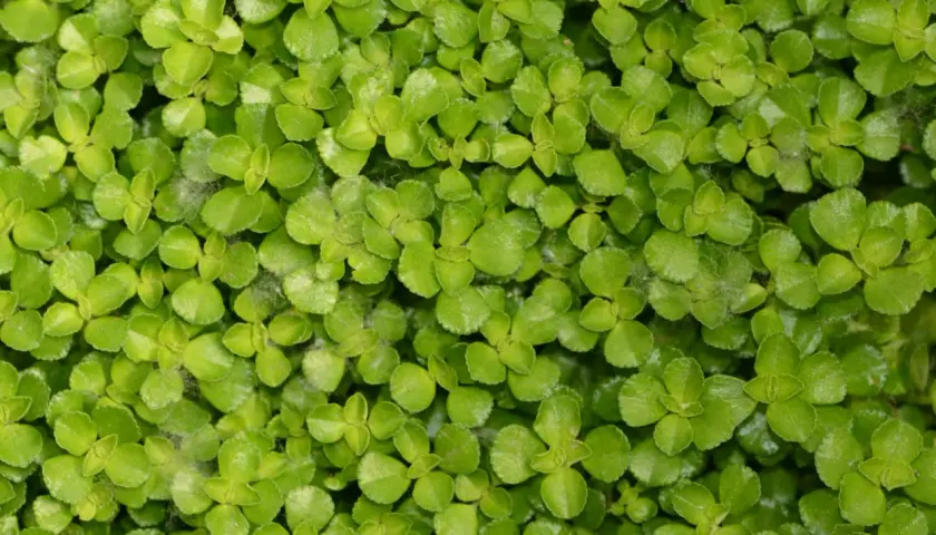 Gęsty dywanik z maleńkich, zielonych listków Pilea depressa, tworzący soczystą, żywą powierzchnię.