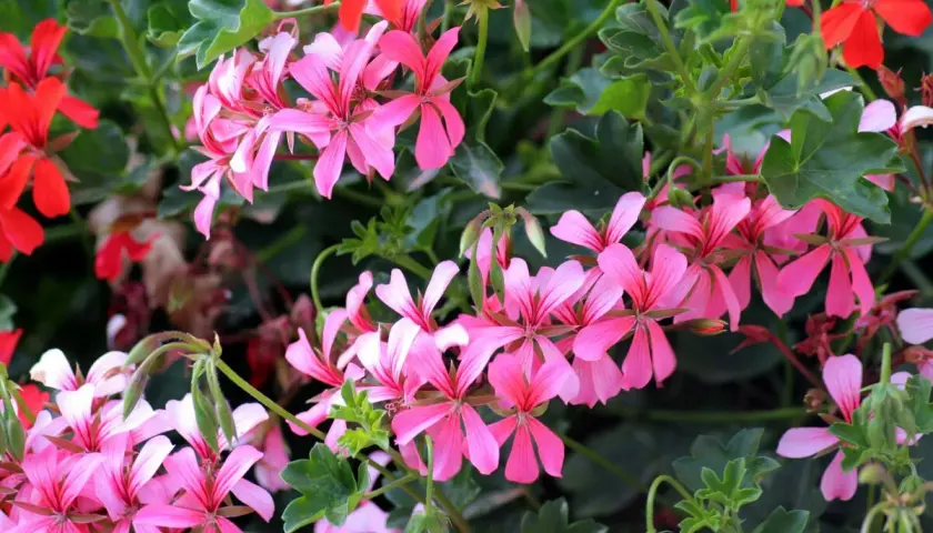 Kiedy zbierać nasiona pelargonii? Obserwuj zasychające łodygi z nasionami, aby zebrać je na przyszły rok.