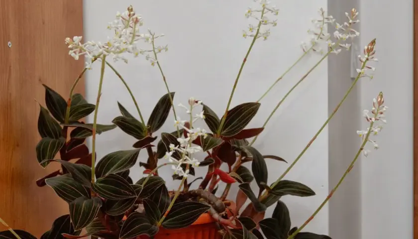 Kwiaty jewel orchid z ciemnymi liśćmi i delikatnymi białymi kwiatostanami na długich łodyżkach.