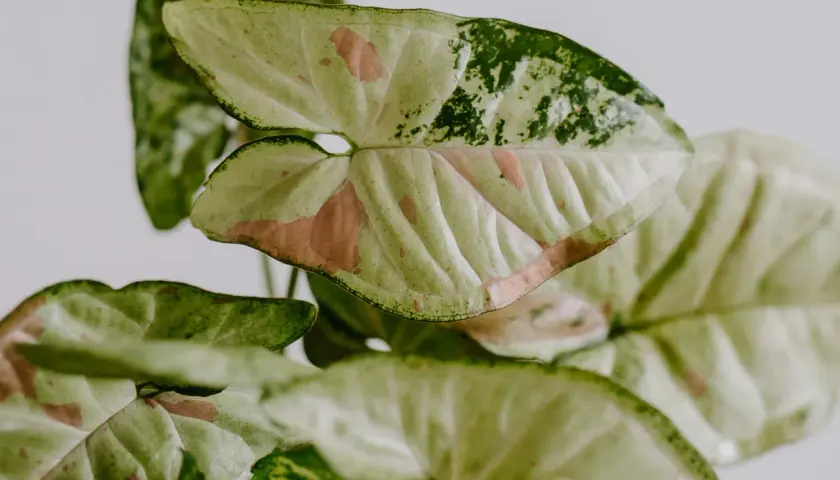 Liście syngonium odmiany o zielono-biało-różowych przebarwieniach, z widocznym unerwieniem i falistymi brzegami.