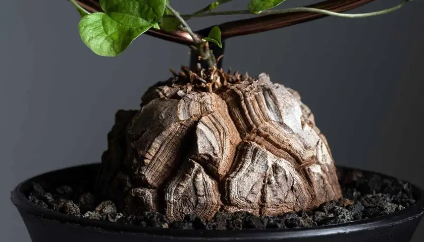 Wyjątkowy kaudeks Dioscorea elephantipes, przypominający skorupę żółwia, z zielonymi liśćmi pnącymi się po podporze.