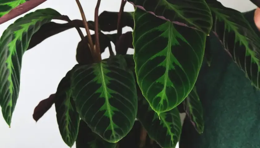 Liście calathea warscewiczii o ciemnozielonym wzorze i purpurowym spodzie.