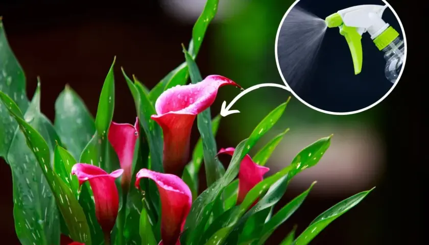Zantedeschia domowa uprawa: różowe kalie z kroplami wody, w tle opryskiwacz.