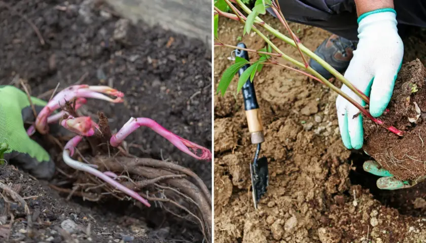 Ręce w rękawiczkach sadzą piwonie. Widoczne korzenie i pąki, gotowe do wzrostu w ziemi.