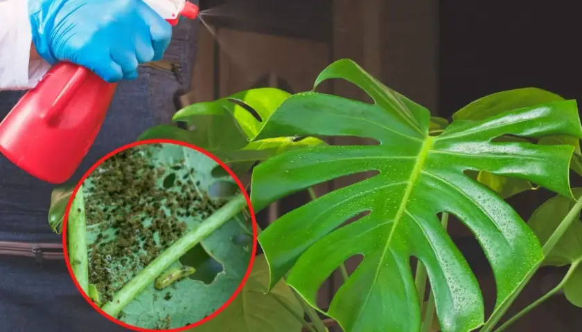 Osoba w niebieskich rękawiczkach opryskuje monstera, na której liściach widać skupiska wciornastków.