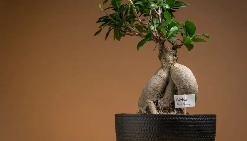 Fikus bonsai jak dbać? Oto piękny Ficus Ginseng w czarnej donicy, gotowy do pielęgnacji.