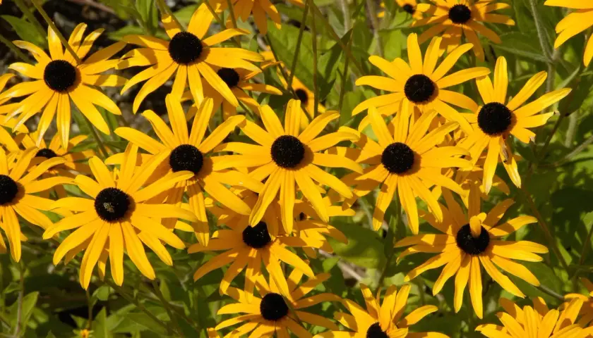 Wiele żółtych kwiatów rudbekii jednorocznej z czarnymi środkami, tworzących słoneczny kobierzec.