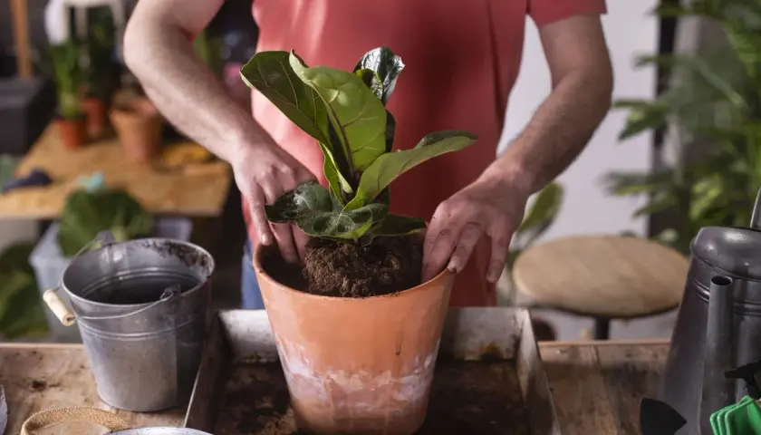 Mężczyzna przesadza do nowej doniczki piękny, duży ficus lyrata.