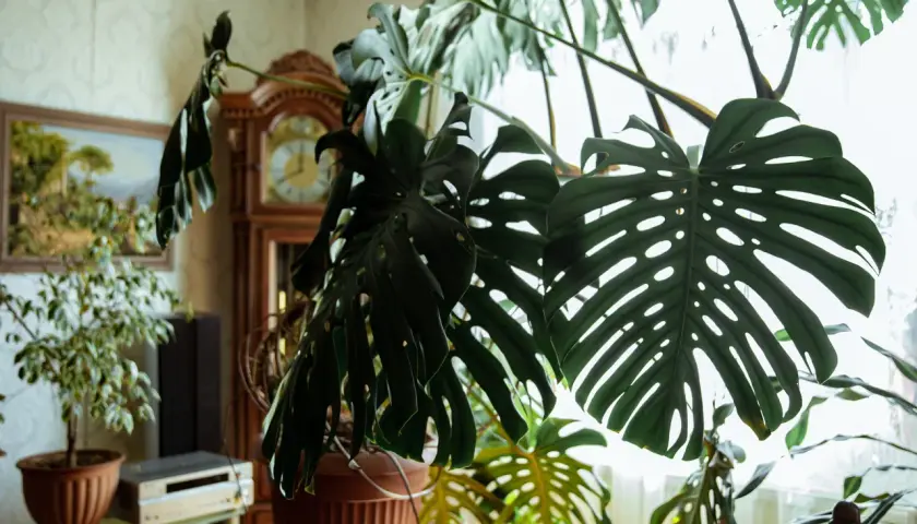 Duża, liściasta monstera deliciosa w doniczce, z widocznym zegarem gabinetowym i obrazem w tle.