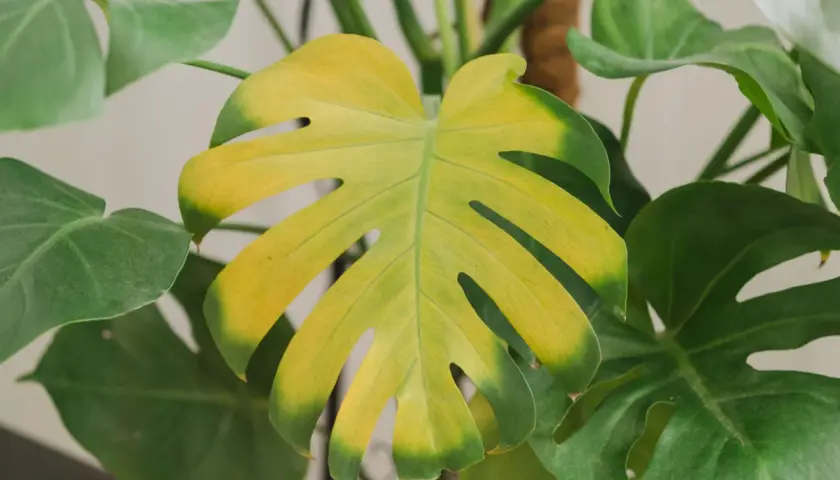 Monstera z żółtymi liśćmi, które tracą swój intensywny zielony kolor.