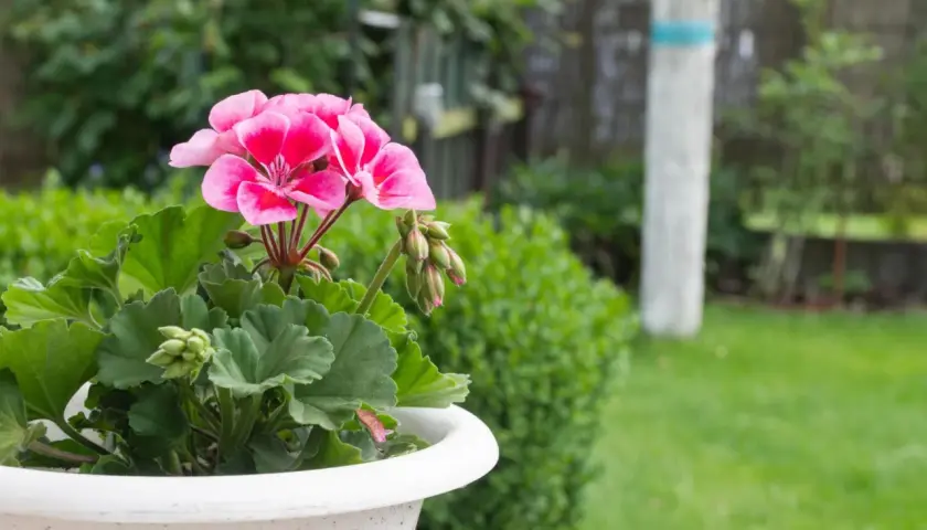 Różowe kwiaty pelargonii w donicy, gotowe do przycinania. Wskazówki jak przycinać geranium, by pięknie rosło.
