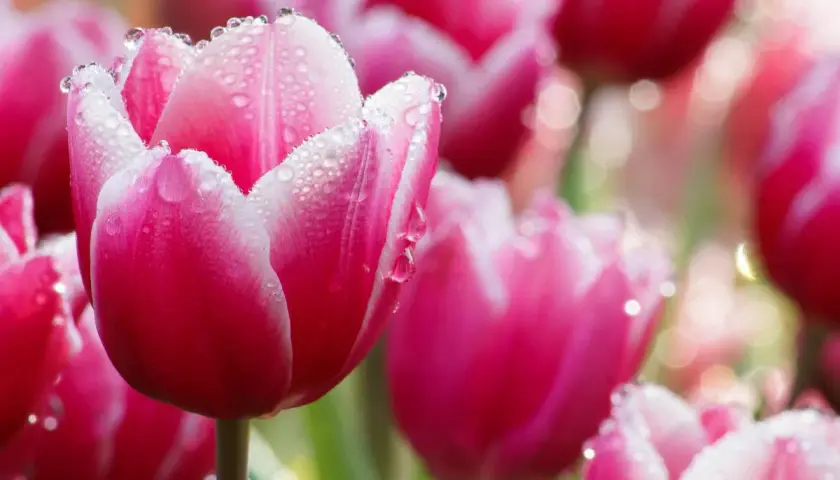 Różowe tulipany z kroplami rosy. Delikatne płatki, jak uratować tulipany przed upałem? Podlewaj je rano i wieczorem.