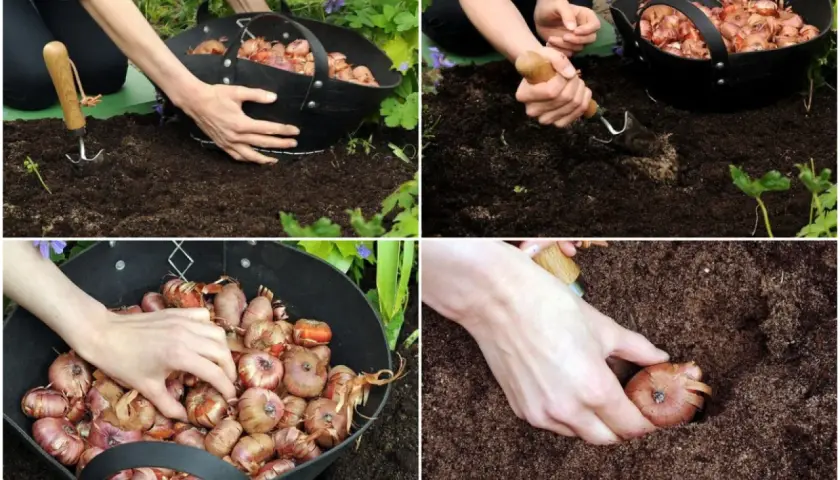 Ręce sadzą mieczyki do ziemi. Widać koszyk pełen cebulek i narzędzia ogrodnicze.