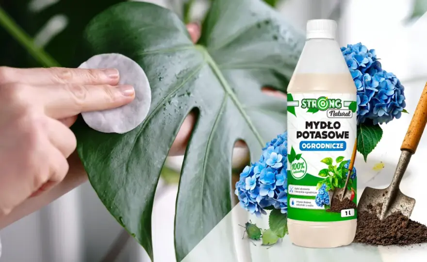 Mydło potasowe na szkodniki - kiedy działa i jak je stosować