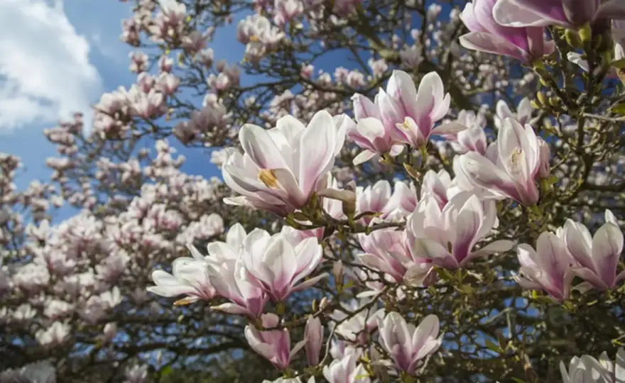 Choroby magnolii - jak rozpoznać i co robić przy pierwszych objawach