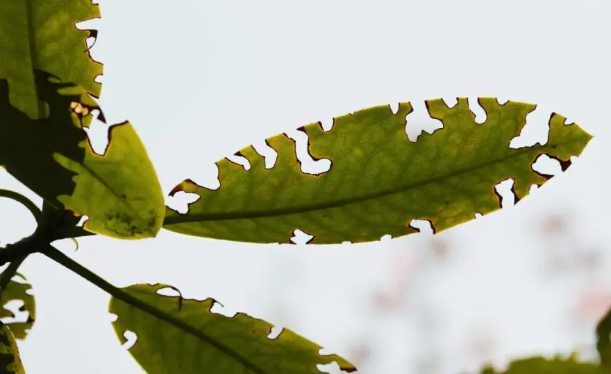 Dziury w liściach rododendrona - kto je robi i jak reagować?