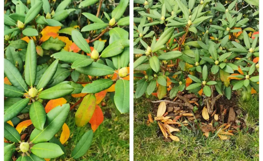 Choroby rododendronów - jak rozpoznać problem i uratować krzew