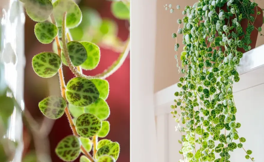Peperomia prostrata - jak uprawiać, żeby rosła gęsto i zdrowo