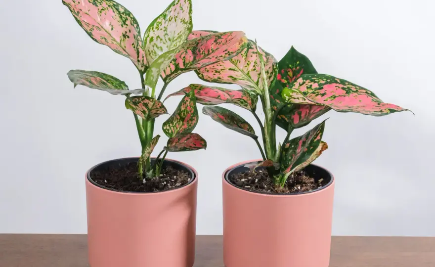 Różowa aglaonema - jak dbać, by zachowała różowe liście