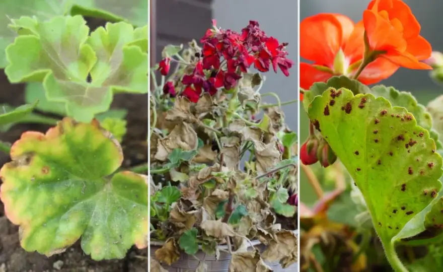 Choroby pelargonii - jak rozpoznać i uratować roślinę?