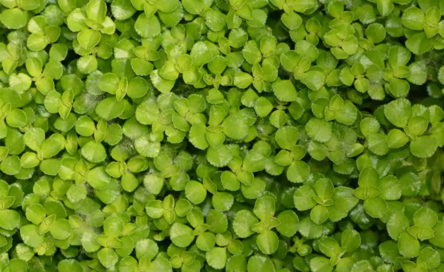 Pilea depressa - jak uprawiać, by rosła gęsto i zdrowo