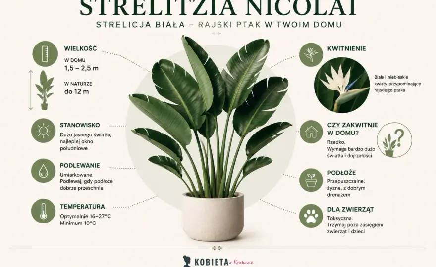 Strelicja biała w domu - jak dbać o tę efektowną roślinę