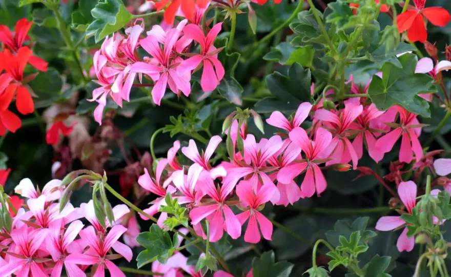 Kiedy zbierać nasiona pelargonii? Tak rozpoznasz dobry moment