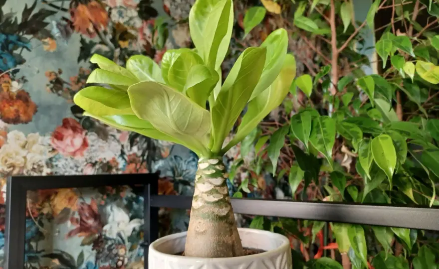 Palma hawajska - jak uprawiać Brighamia insignis w domu