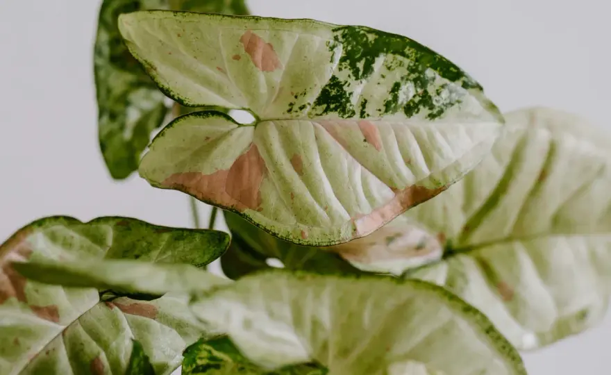 Syngonium odmiany - jak dobrać roślinę do domu?