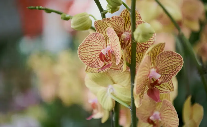 Storczyk czy orchidea? Co oznaczają te nazwy i który wybrać