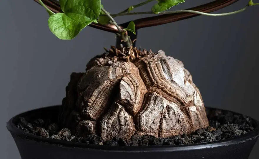Dioscorea elephantipes w domu - jak ją uprawiać bez gnicia