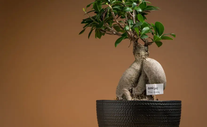 Fikus bonsai w domu - jak o niego dbać, by nie gubił liści