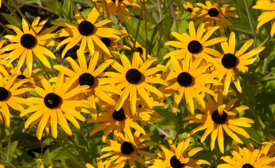 Rudbekia jednoroczna - siew, pielęgnacja i długie kwitnienie