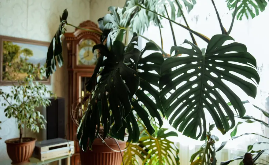 Monstera deliciosa - jak uzyskać duże, dziurawe liście?