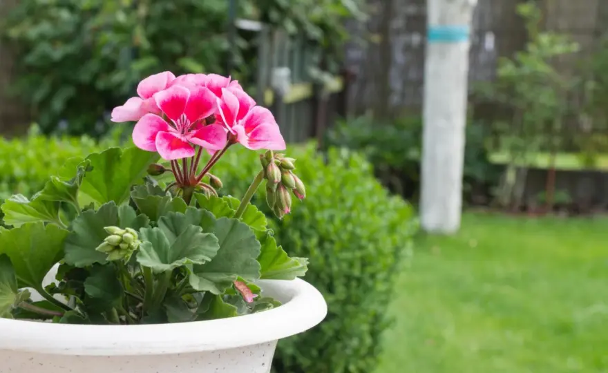 Jak przycinać geranium w doniczce, by było gęste i kwitło